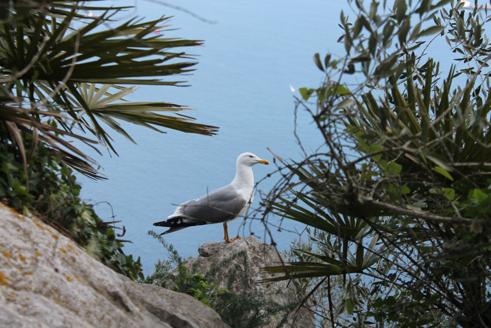 Canon EOS 1100D (EOS Rebel T3 / EOS Kiss X50) sample photo. Seagull, ocean, bird photography