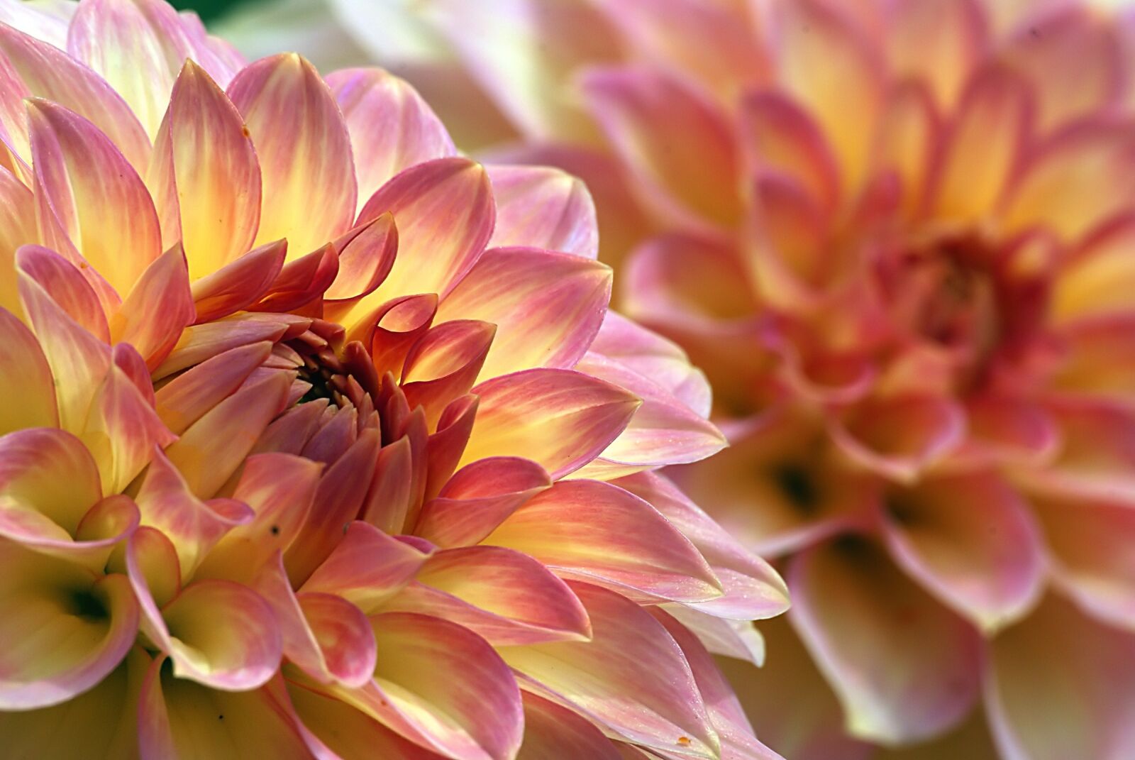 Sony Alpha DSLR-A300 sample photo. Dahlias, flowers, macro photography