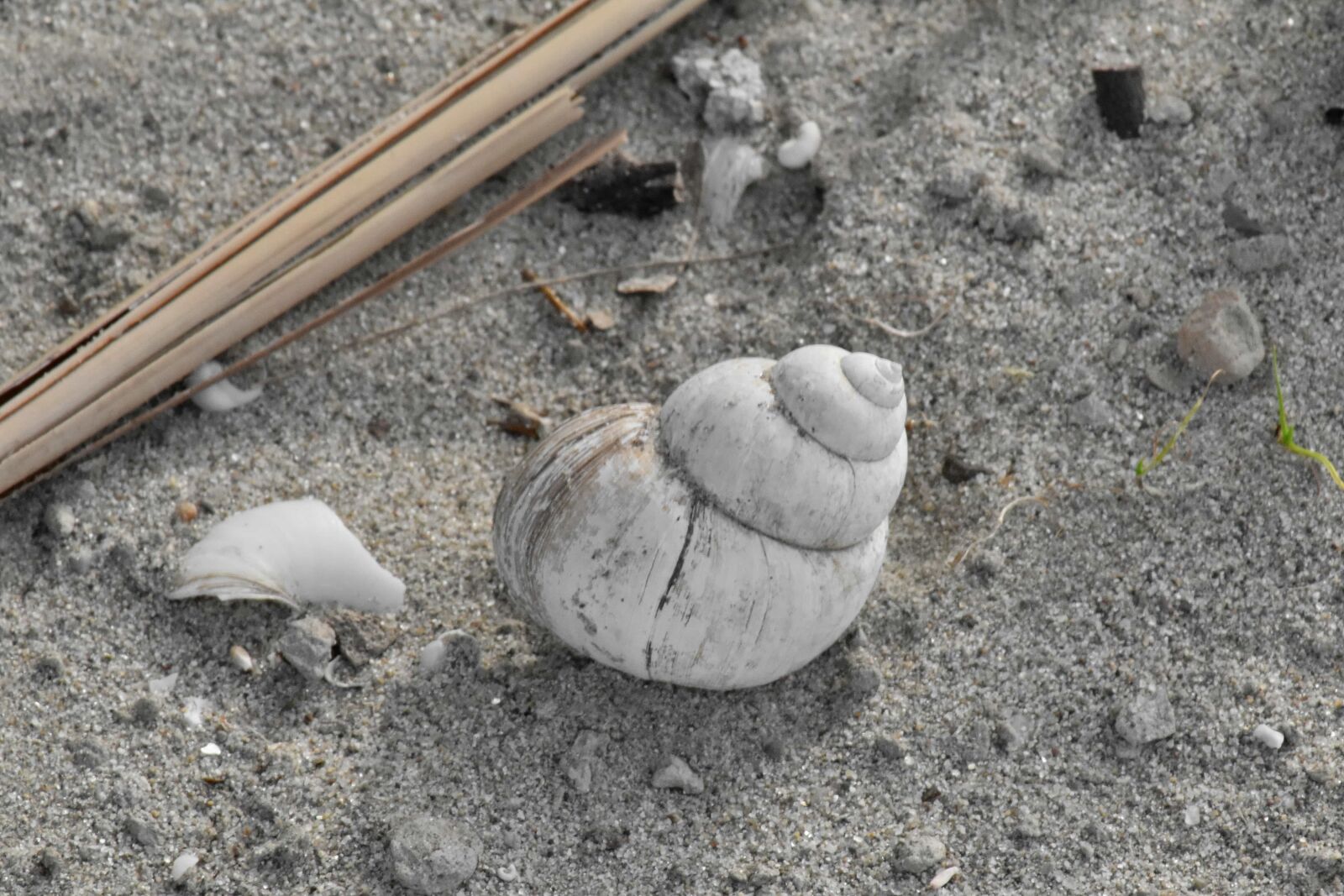 Nikon D5500 sample photo. Mollusk, gastropod, sand, nature photography