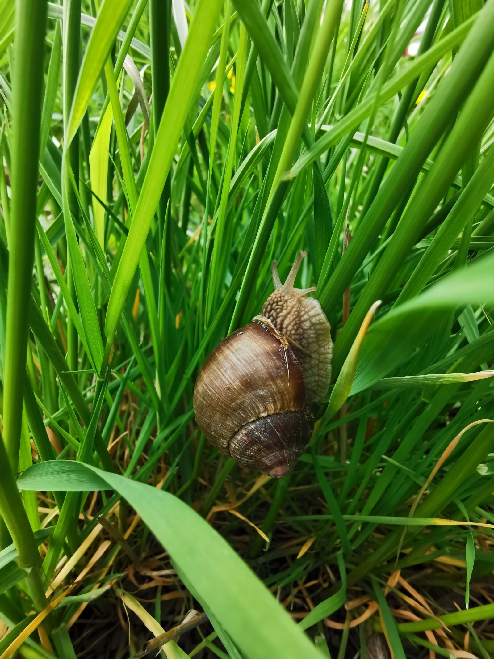 HUAWEI P30 Pro sample photo. Resting snail on the photography