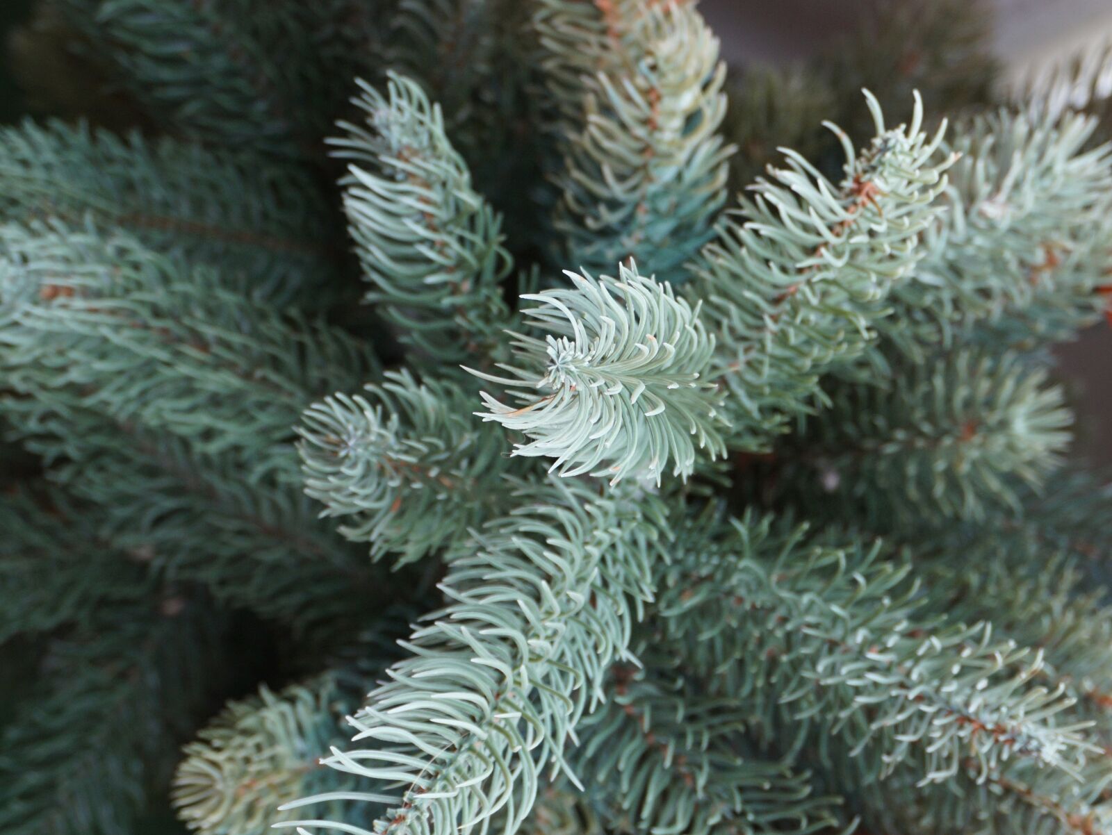Sony E 16-50mm F3.5-5.6 PZ OSS sample photo. Conifer, blue spruce, close photography