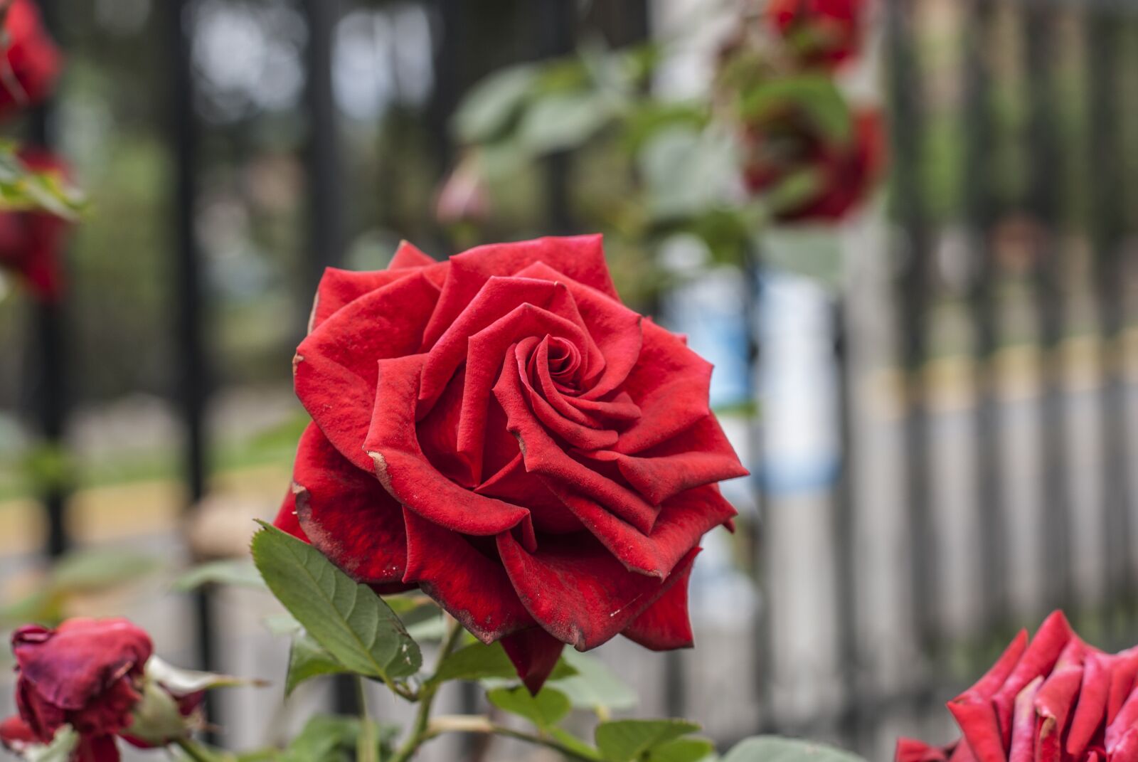 Nikon D60 sample photo. Rosa, flower, bella photography