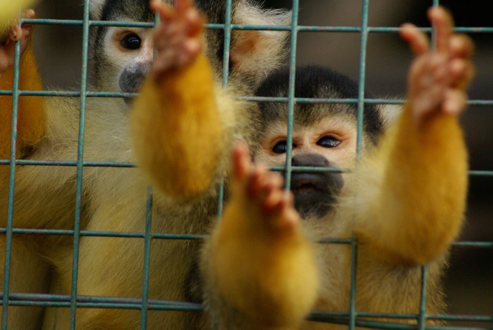 Sony Alpha DSLR-A100 sample photo. Squirrel monkey, primate, save photography