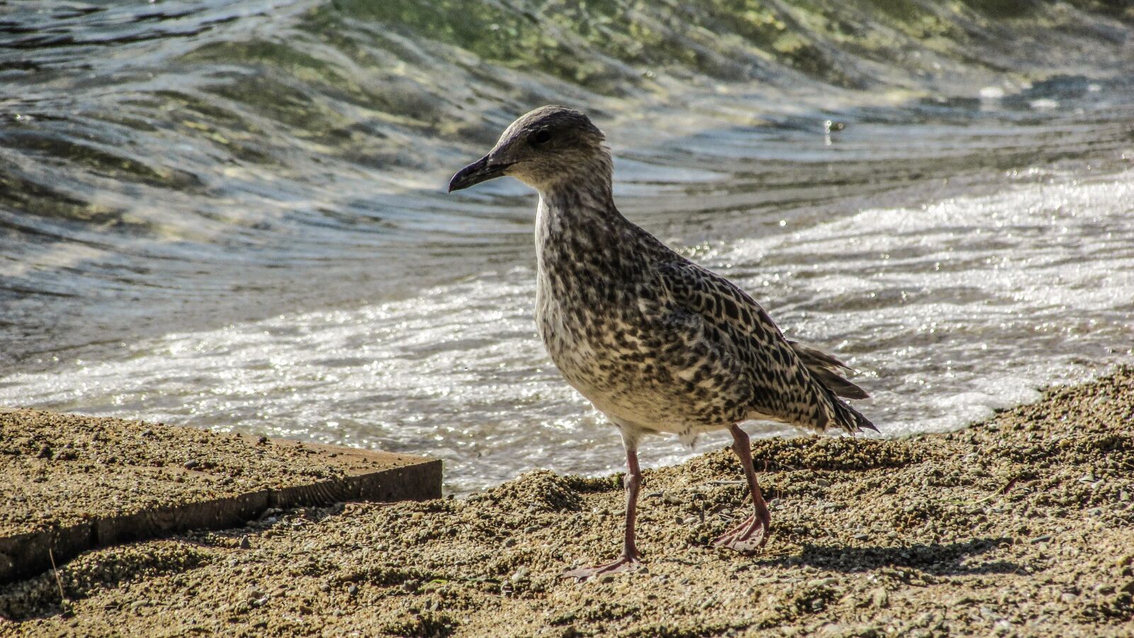 Canon PowerShot SX400 IS sample photo. Seagull, grey, bird photography
