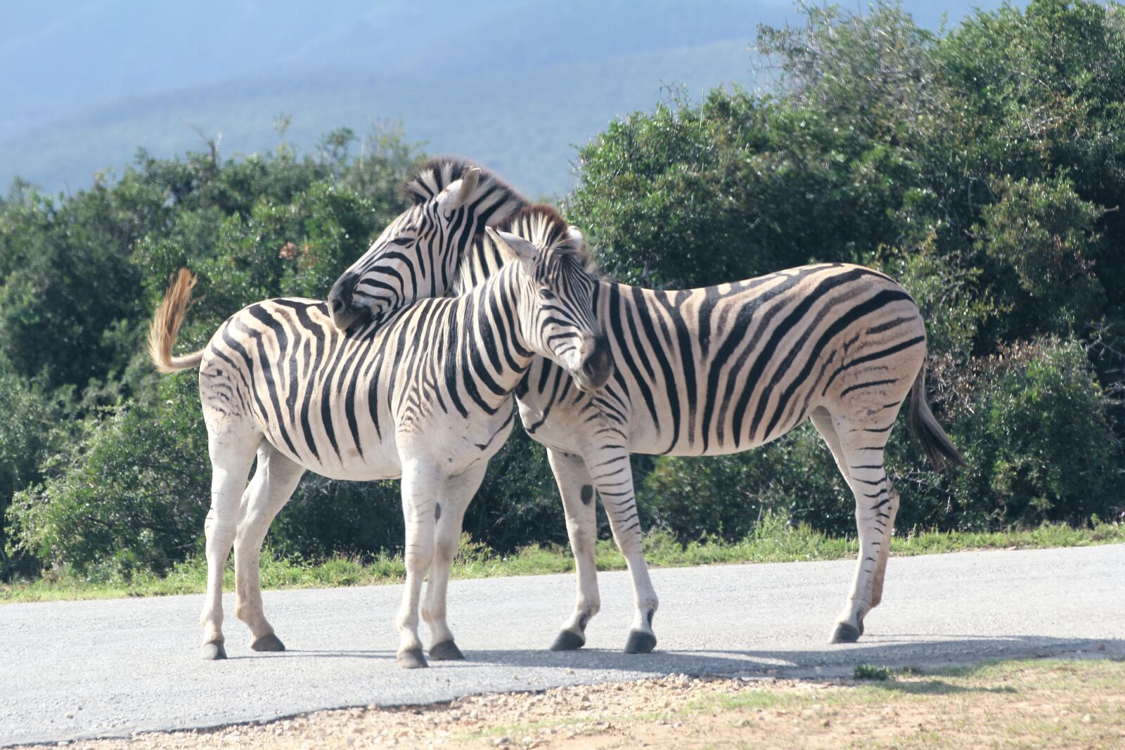 Canon EOS 60D sample photo. Zebra, two, safari photography
