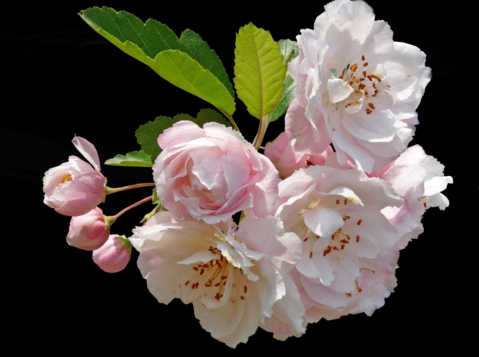 Panasonic Lumix DMC-FZ28 sample photo. Crab apple, pink, flowers photography