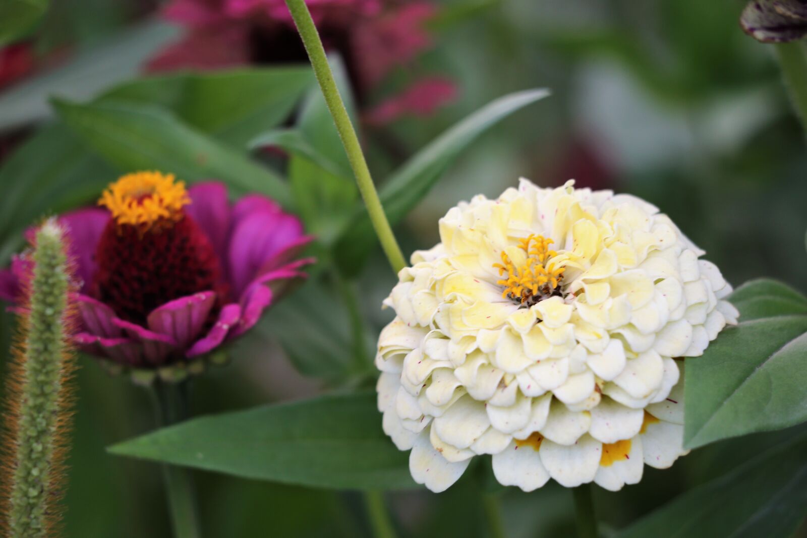 Canon EF 70-300 F4-5.6 IS II USM sample photo. White and purple zinnia photography