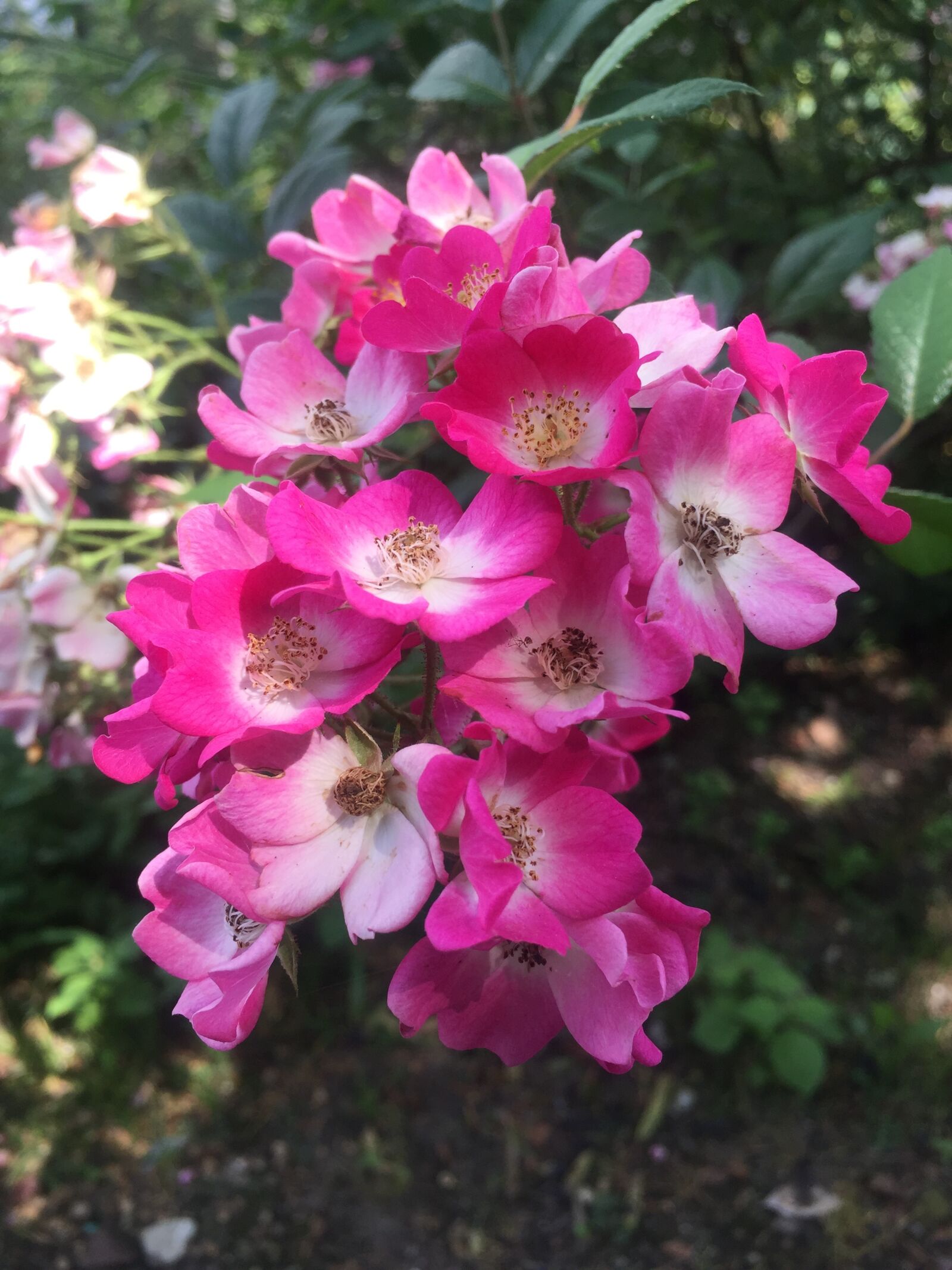 Apple iPhone 6 sample photo. Flower photography