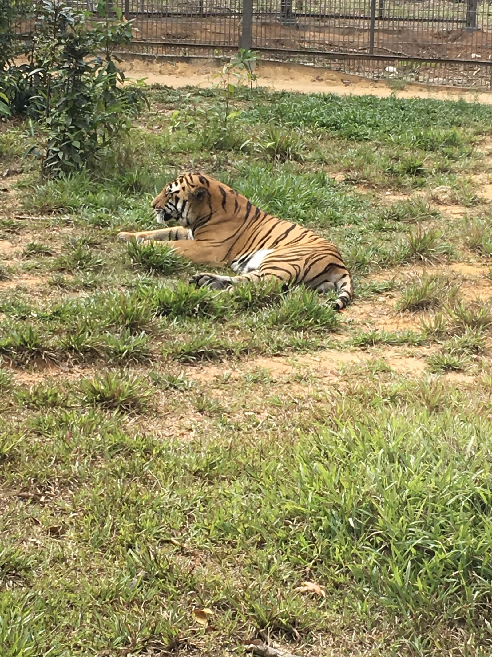 Apple iPad Pro sample photo. Tiger, rest, animal photography