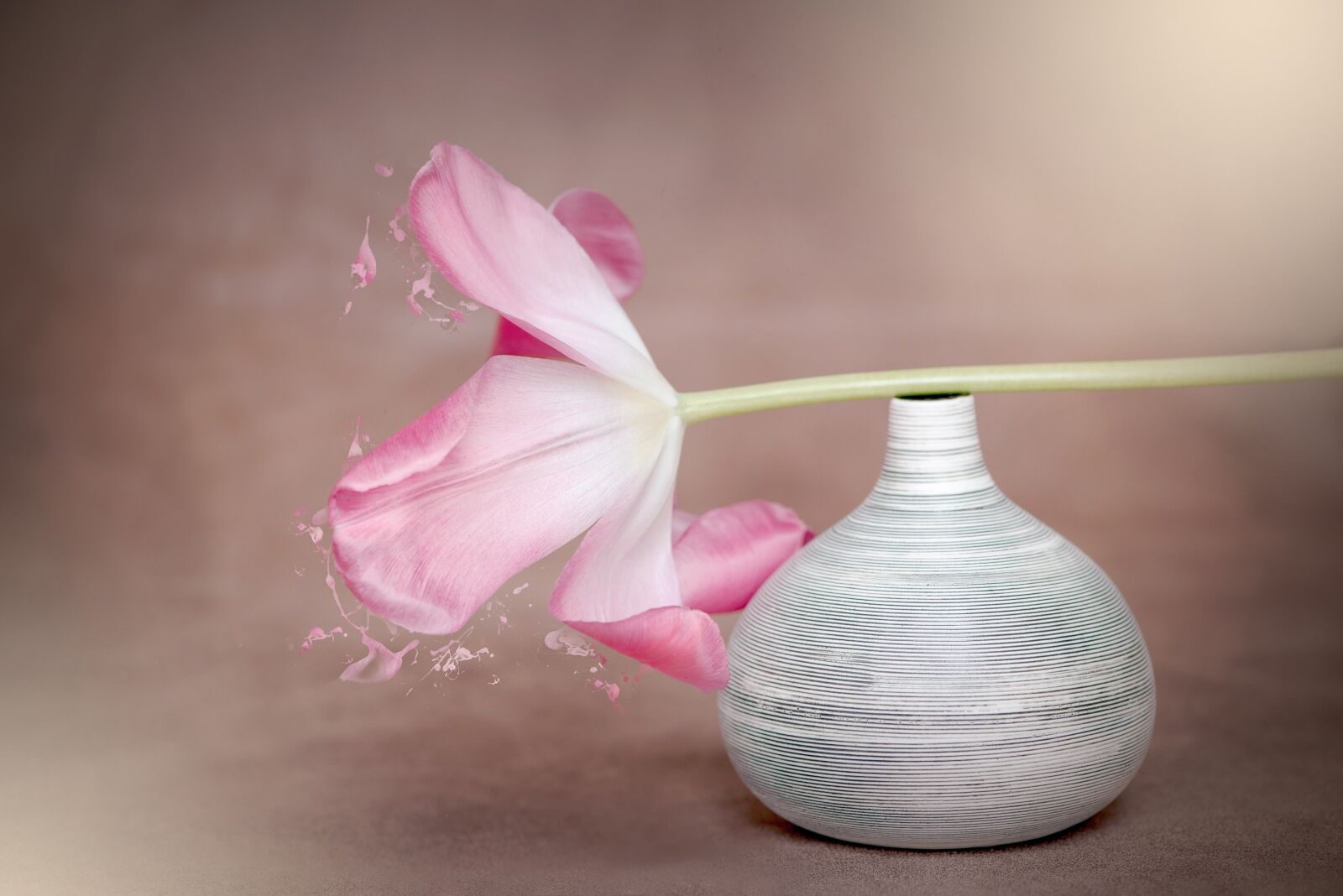 Nikon D750 sample photo. Flower, tulip, pink photography