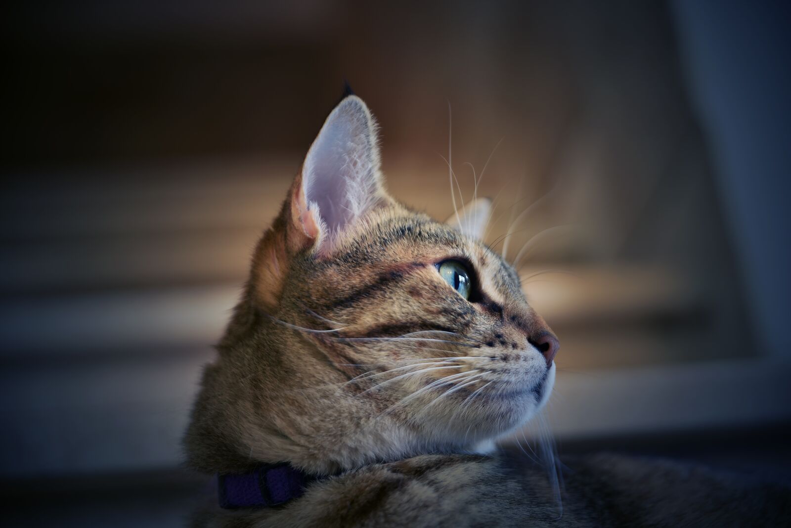 Nikon D750 sample photo. Cat, cute, portrait photography