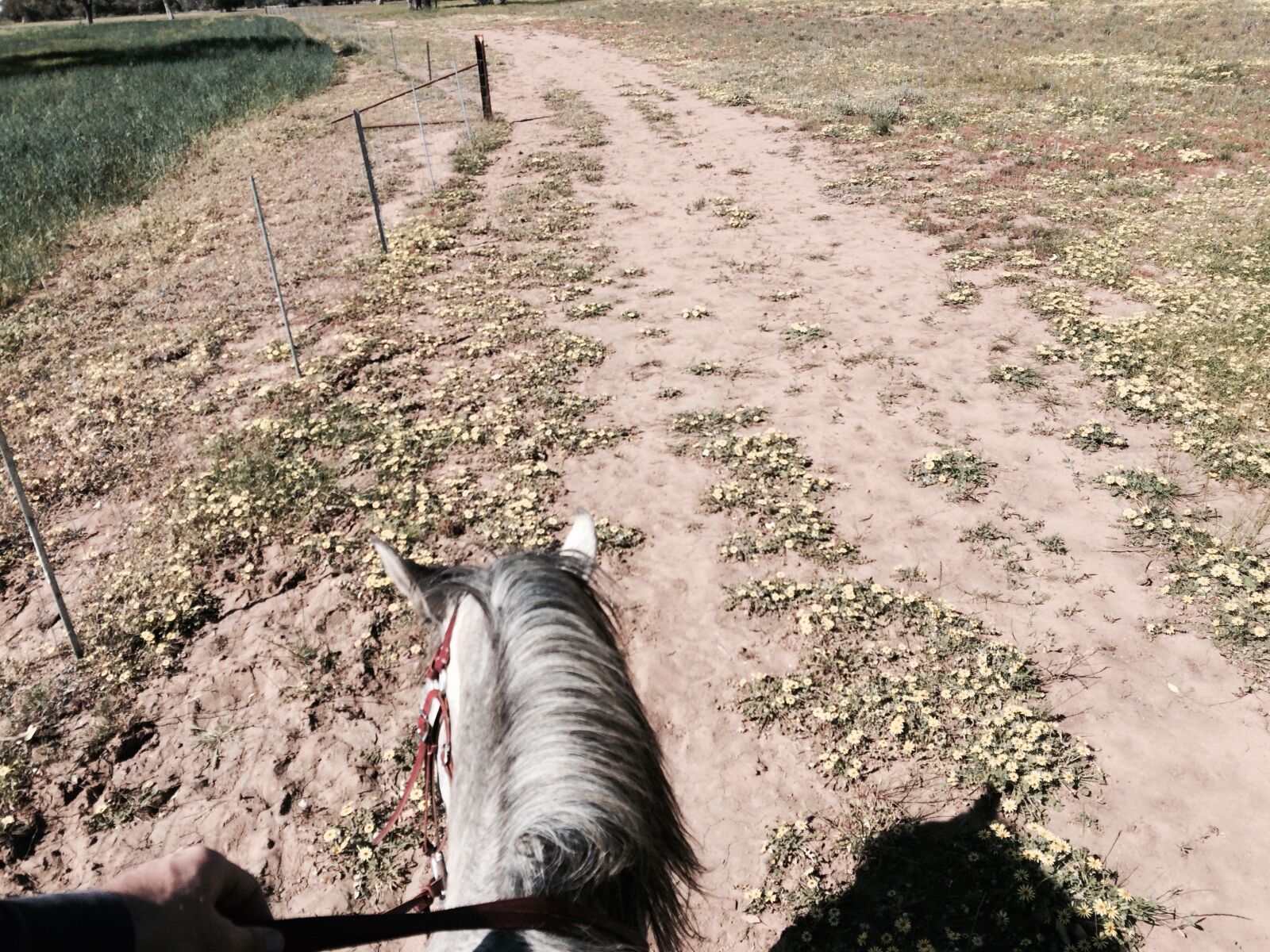 iPhone 5s back camera 4.15mm f/2.2 sample photo. Horse riding, fence, walking photography