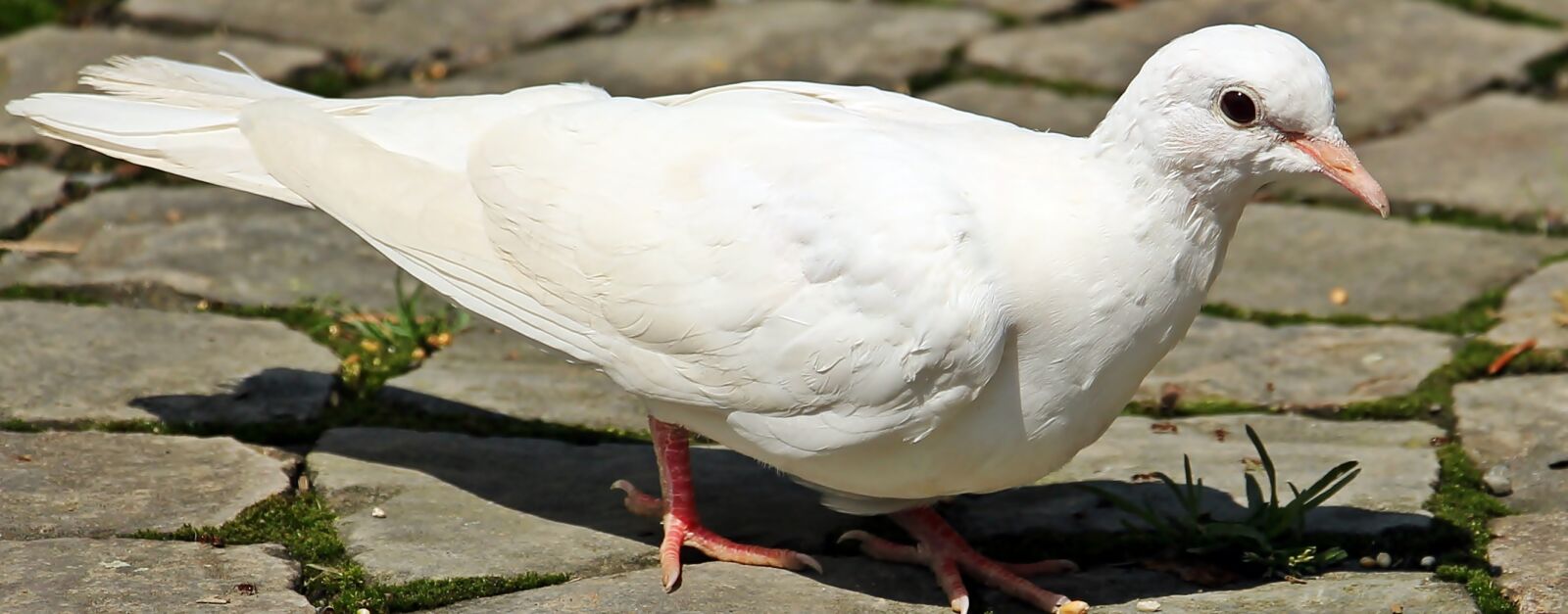 Canon EOS 550D (EOS Rebel T2i / EOS Kiss X4) sample photo. Dove, bird, dove bird photography