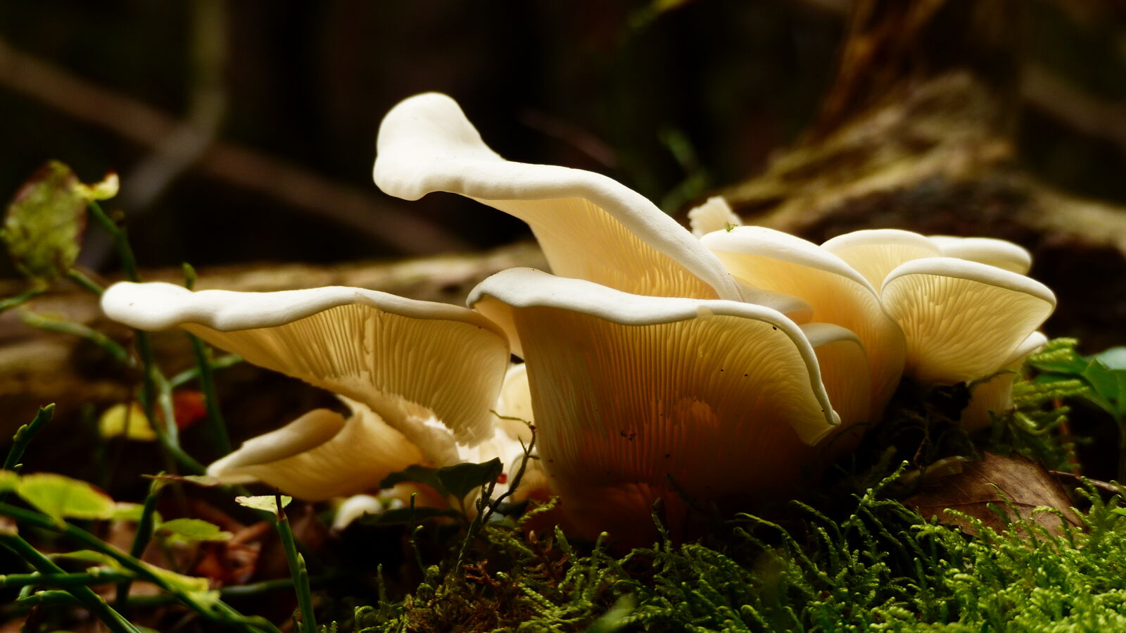 Panasonic Lumix DMC-FZ200 sample photo. Autumn, blur, close, up photography