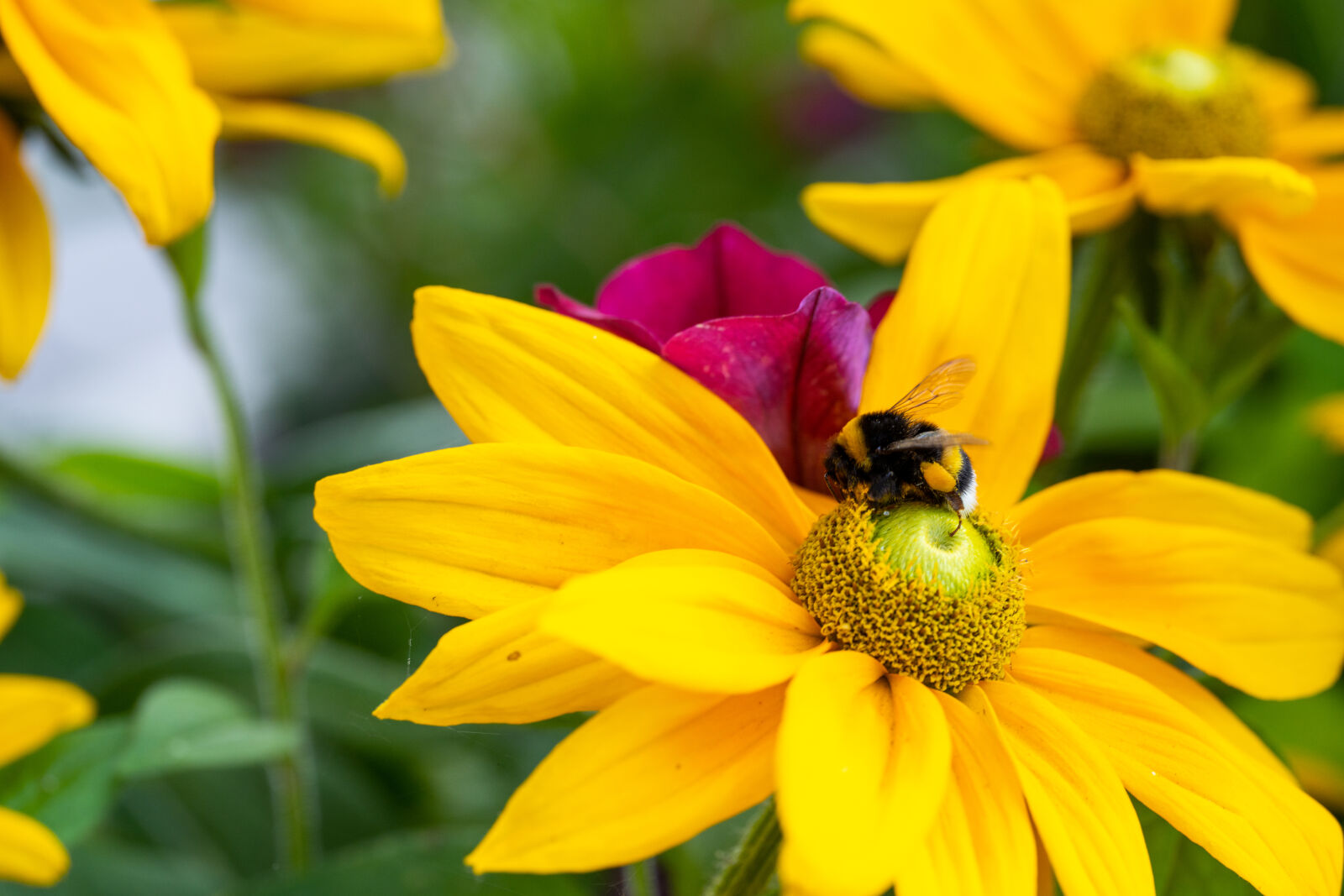 Sony a7R IV sample photo. Busy bumblebee photography