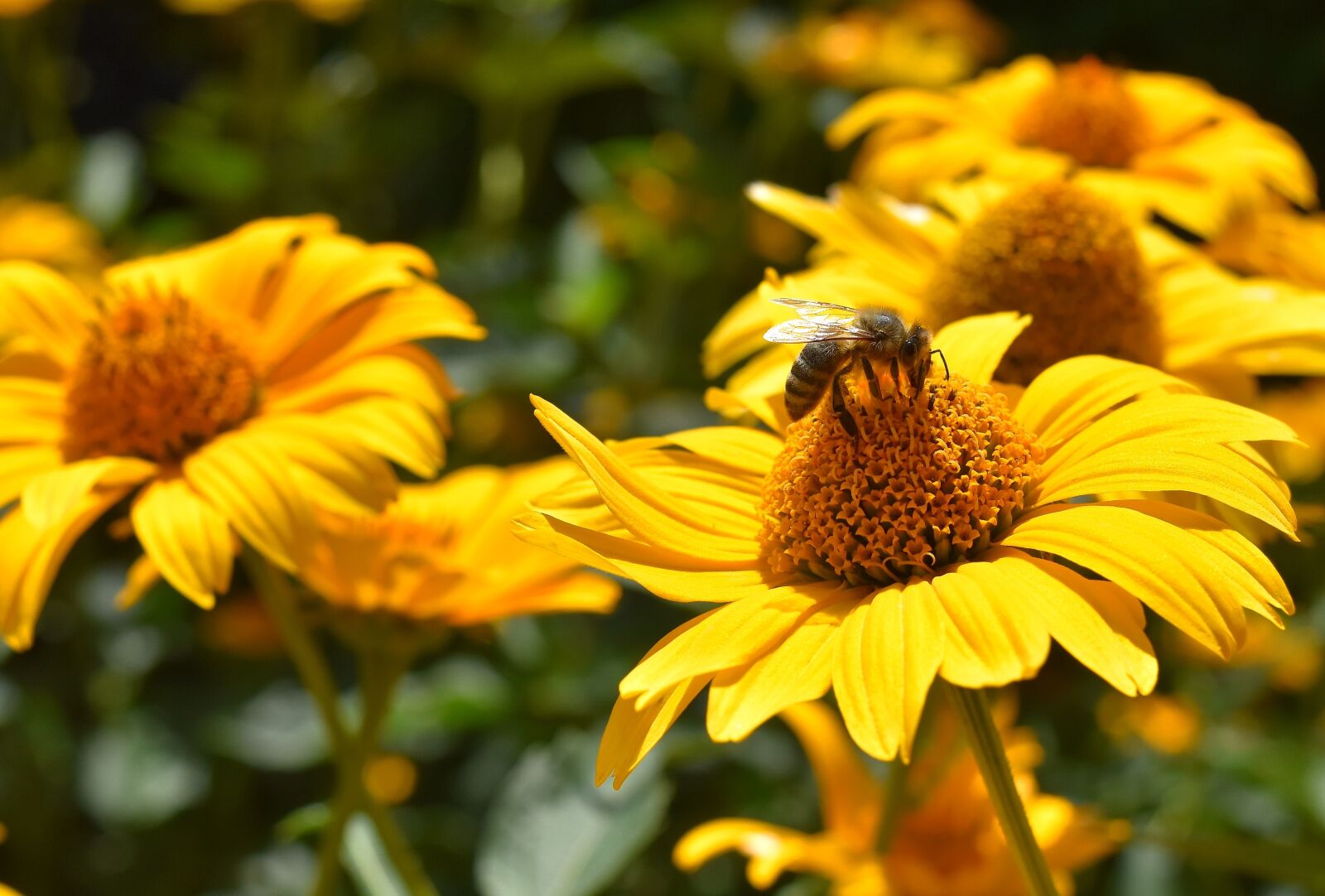Nikon D7200 sample photo. Flower, yellow, bee photography