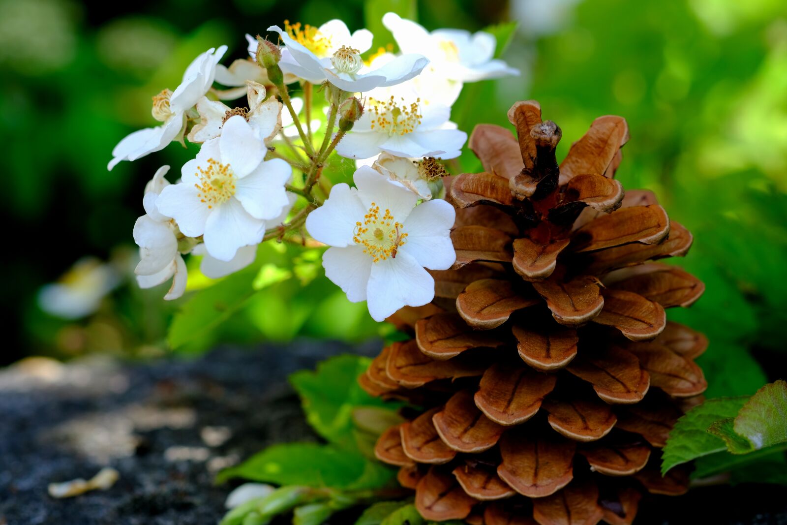 Fujifilm X-T20 sample photo. Pine cones, pine, tree photography