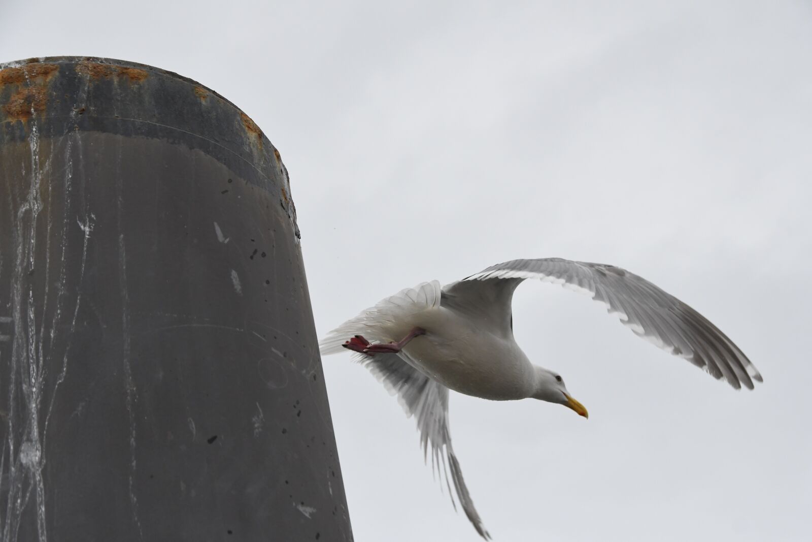 Nikon D500 sample photo. Seagull, bird, flight photography