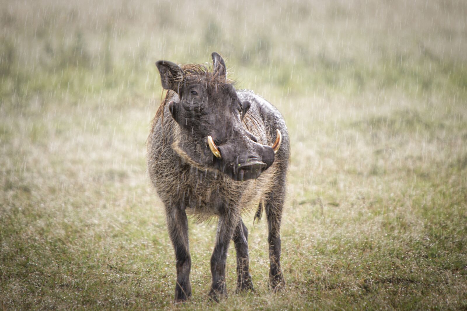 Nikon D3S sample photo. Animal, warthog, pig photography