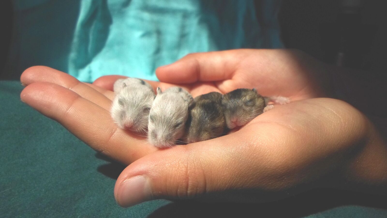 Samsung ES95 sample photo. Hamster pups, hamster, hamster photography