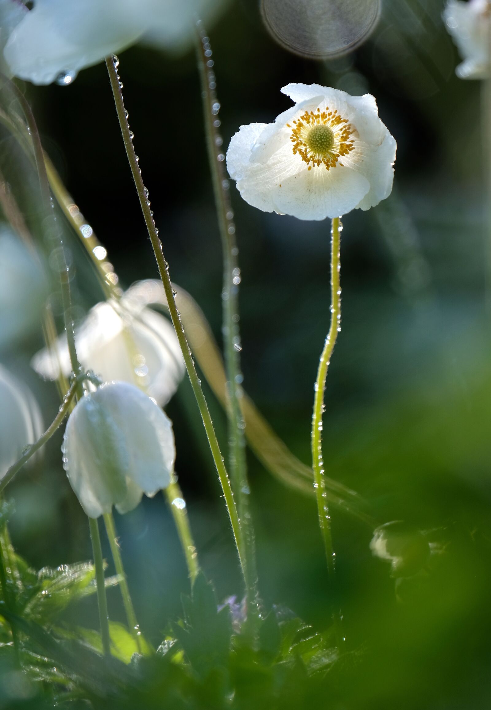 Fujifilm X-T2 sample photo. Flower, anemone, garden photography