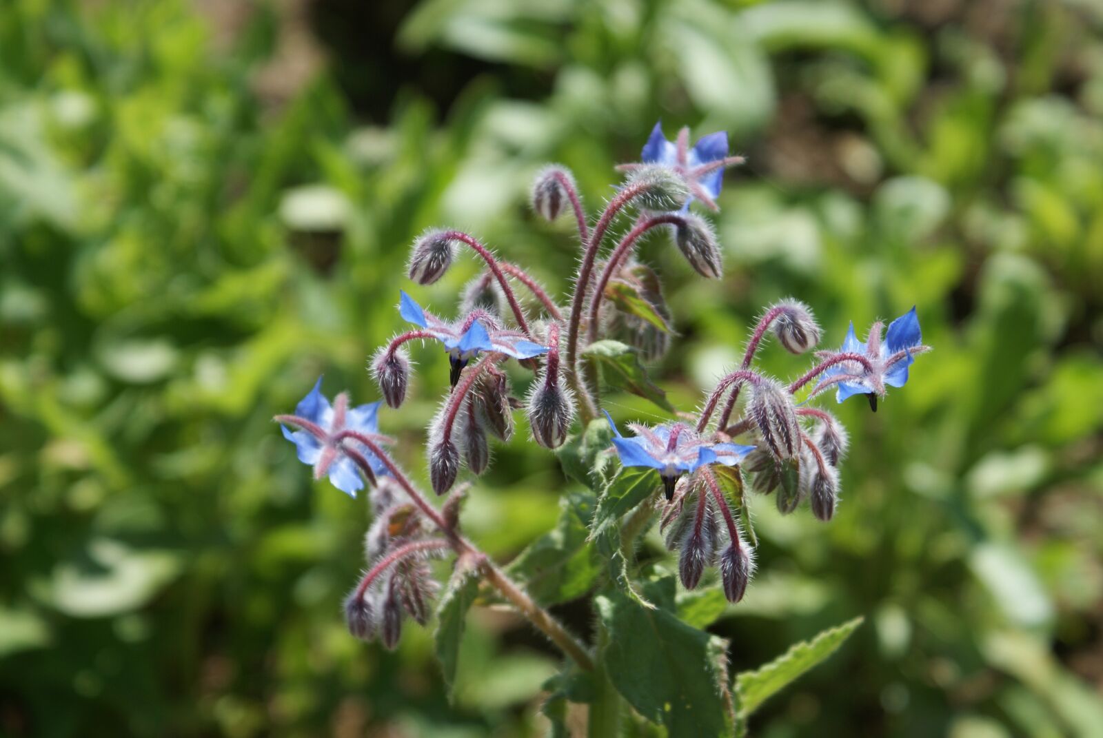 Sony Alpha DSLR-A200 sample photo. Flower, nature, garden photography