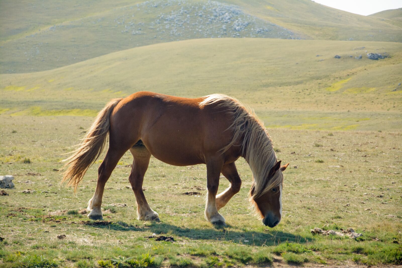 Nikon D5200 sample photo. Horse, nature, outdoors photography