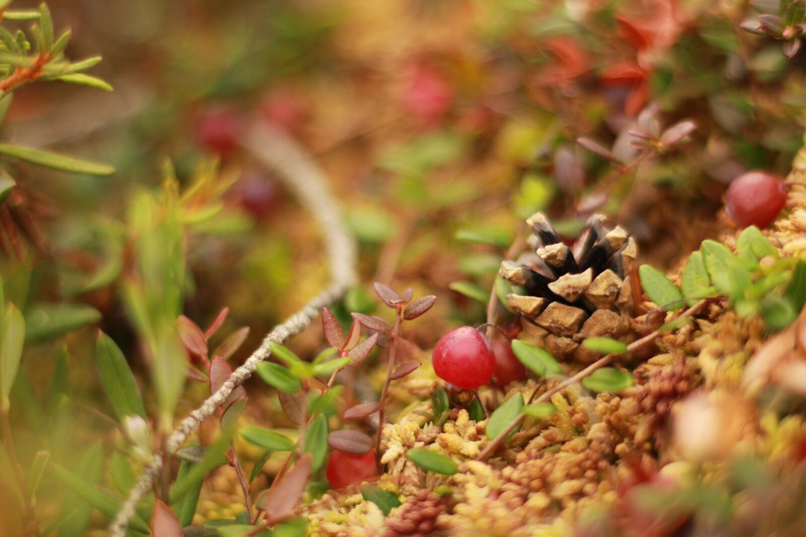 Canon EOS 550D (EOS Rebel T2i / EOS Kiss X4) sample photo. Forest, nature, berry photography