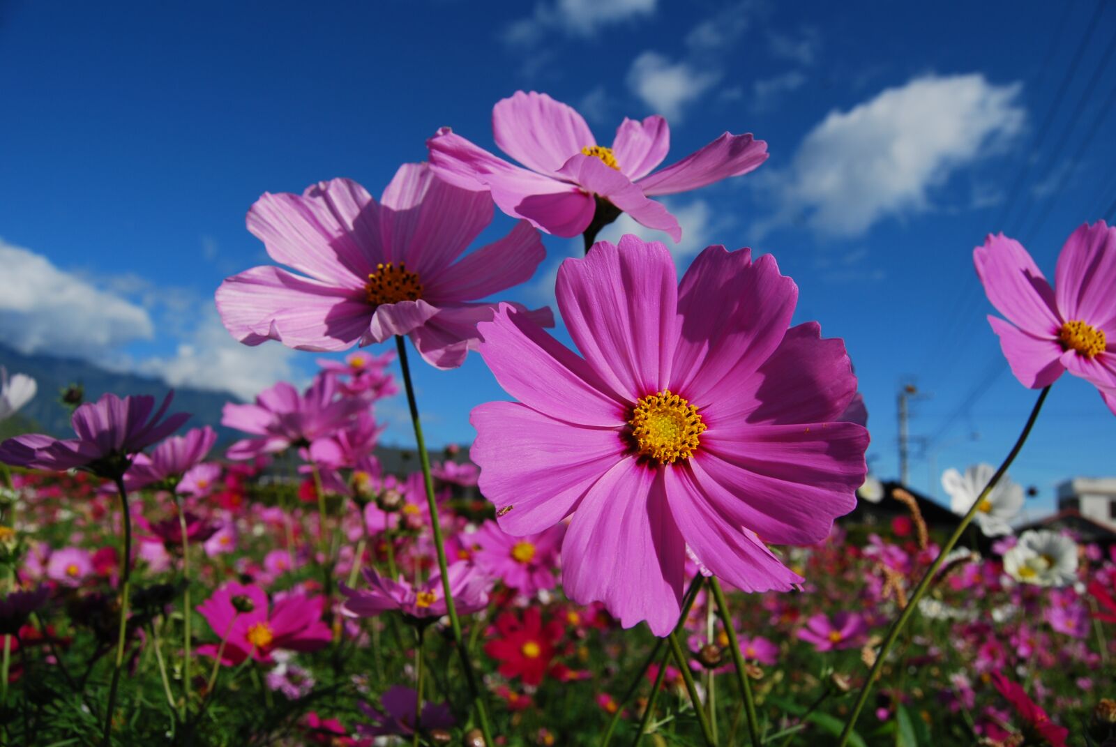 Nikon D40X sample photo. Cosmos, flower, purple photography