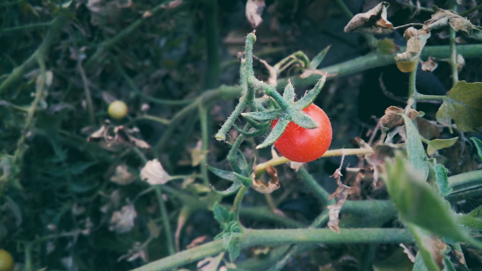Micromax Canvas Spark sample photo. Cherry tomato, nature, food photography