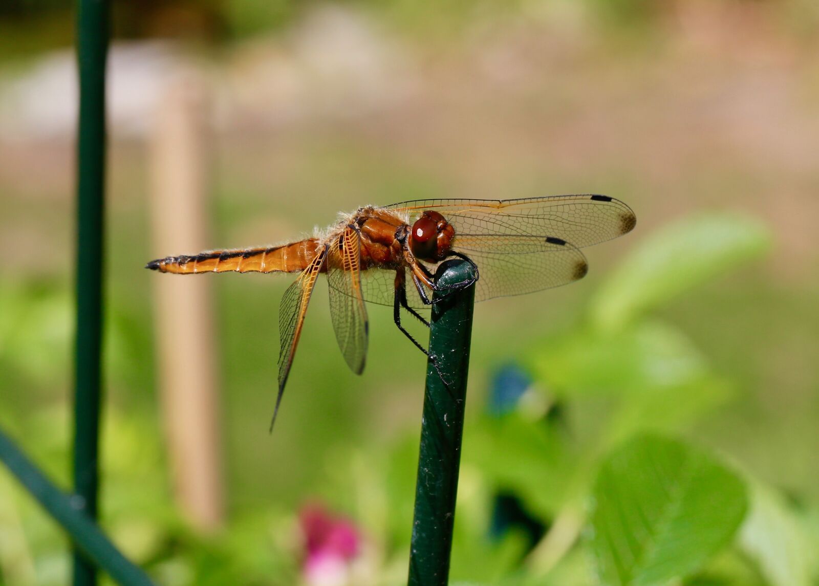Canon EF 100mm F2.8L Macro IS USM sample photo. Animal, insect, lybelle photography