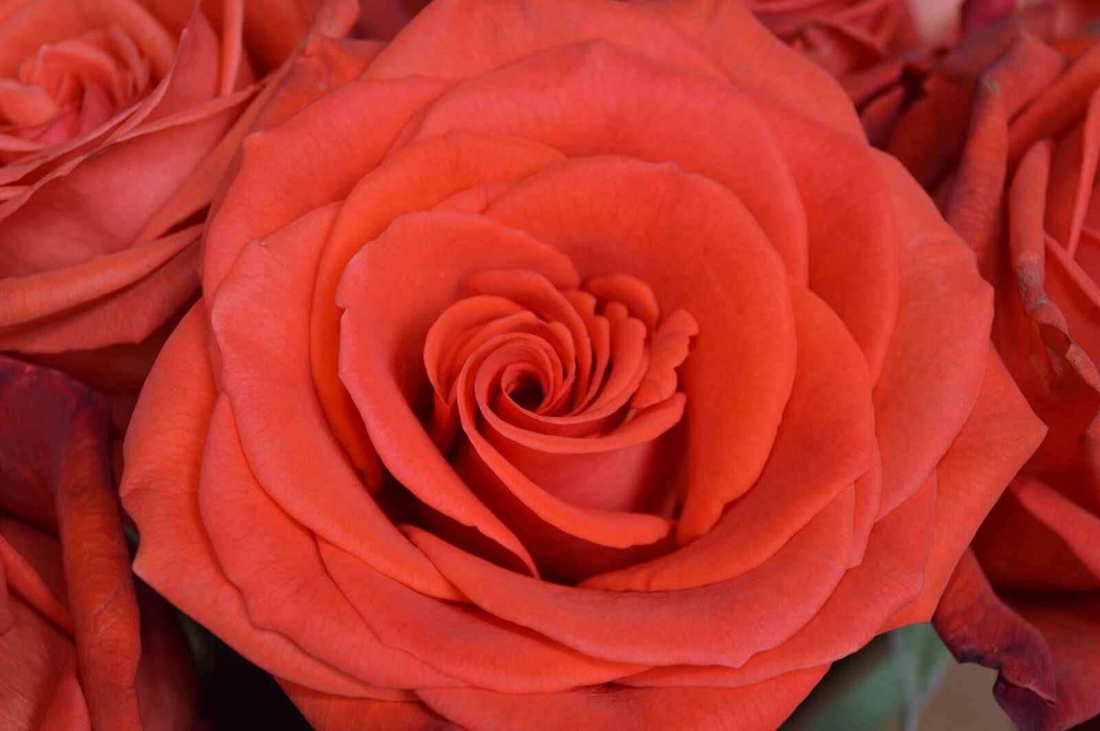 Nikon D3200 sample photo. Rose, flower, red photography
