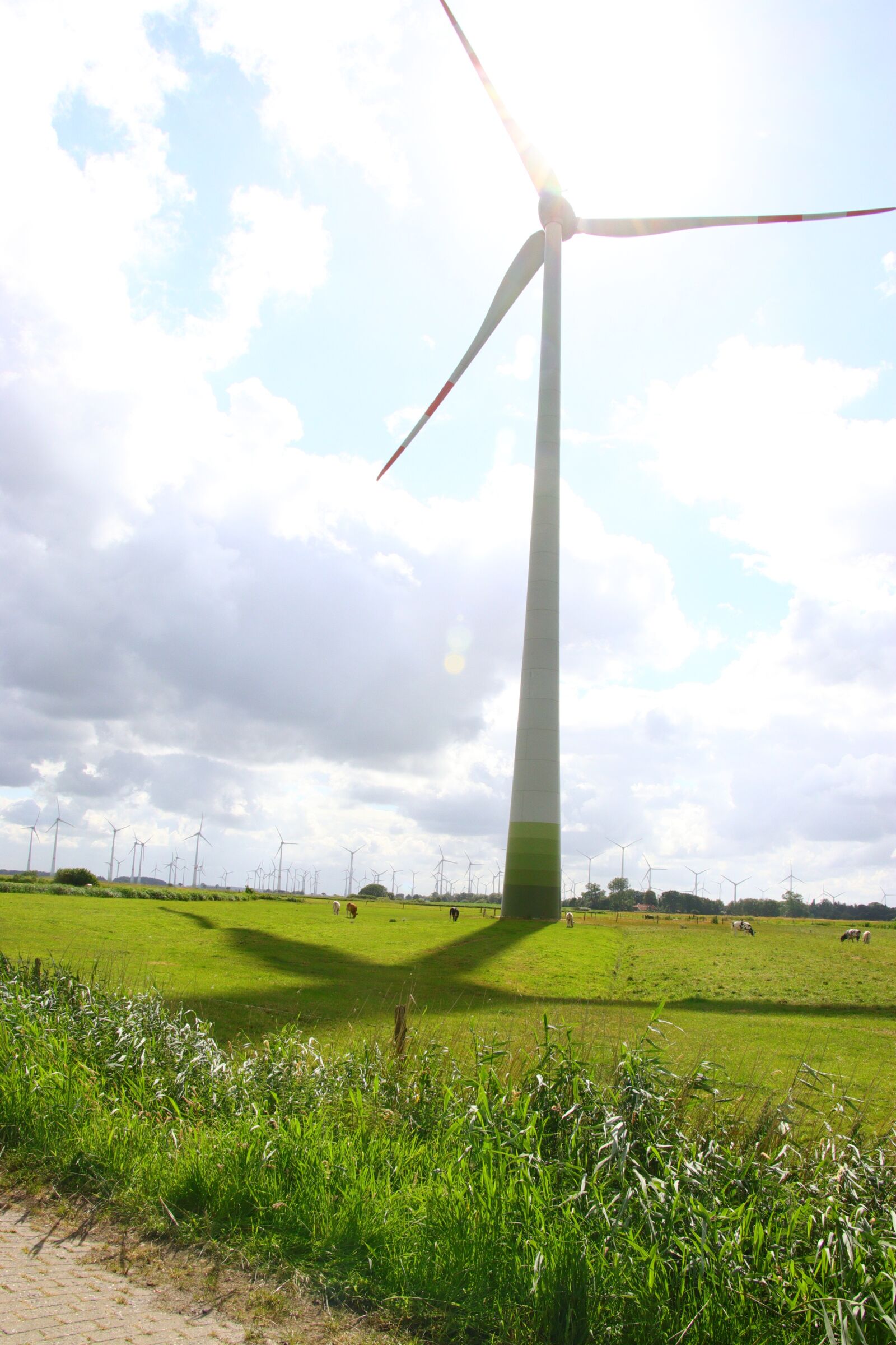 Canon EOS 80D sample photo. Wind power, pinwheel, natural photography