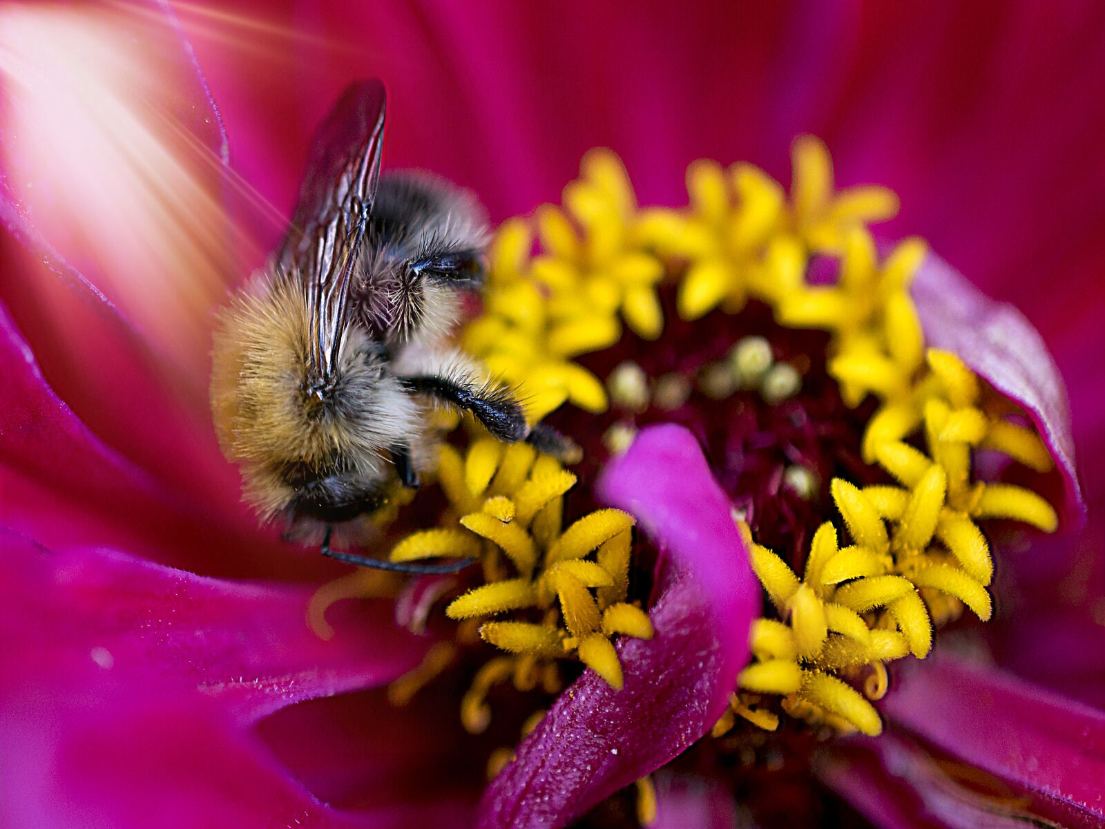 Nikon D3300 sample photo. Hummel, macro, close-up photography photography