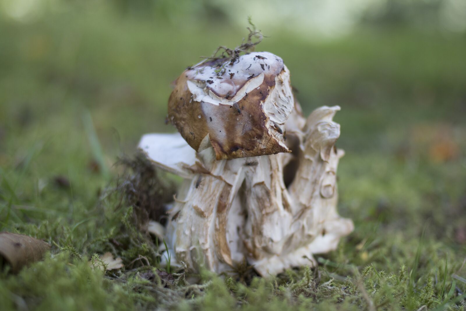 Canon EOS 70D + Canon EF 35mm F2 sample photo. Mushroom, grass, green photography