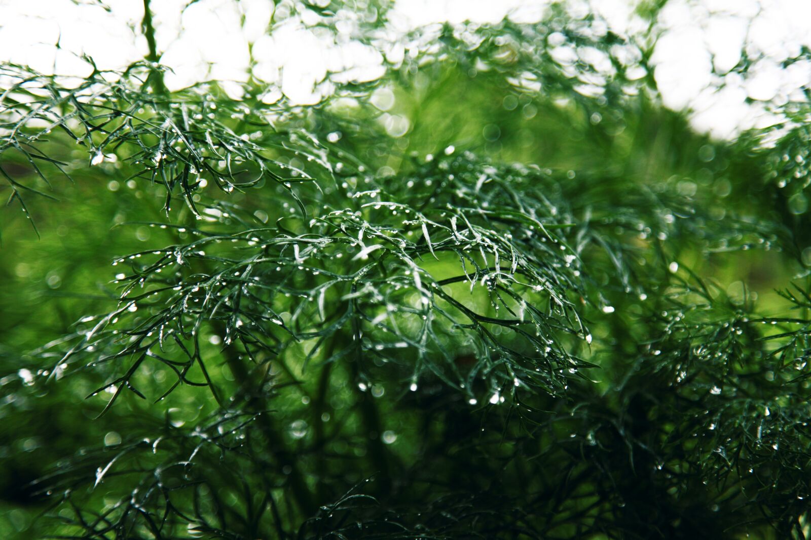 Canon EOS 5D Mark II sample photo. Green, nature, plants photography