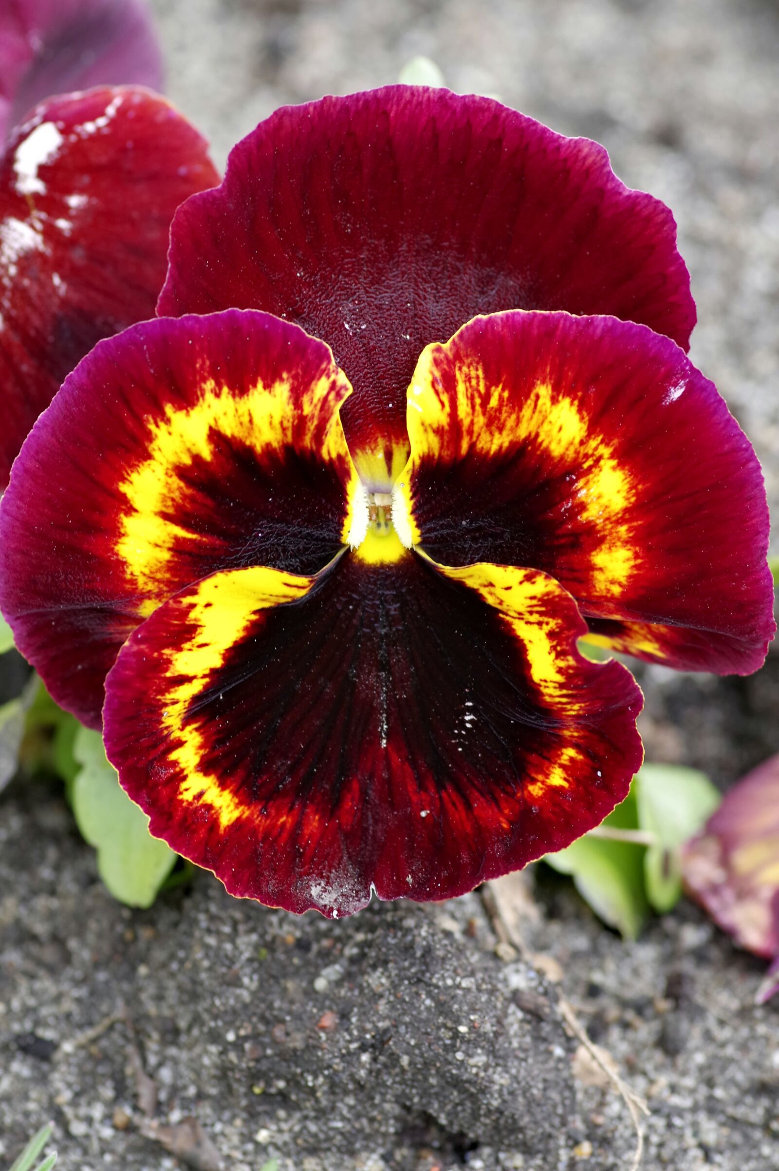 Pentax K-S2 sample photo. Pansy, raspberry, red photography