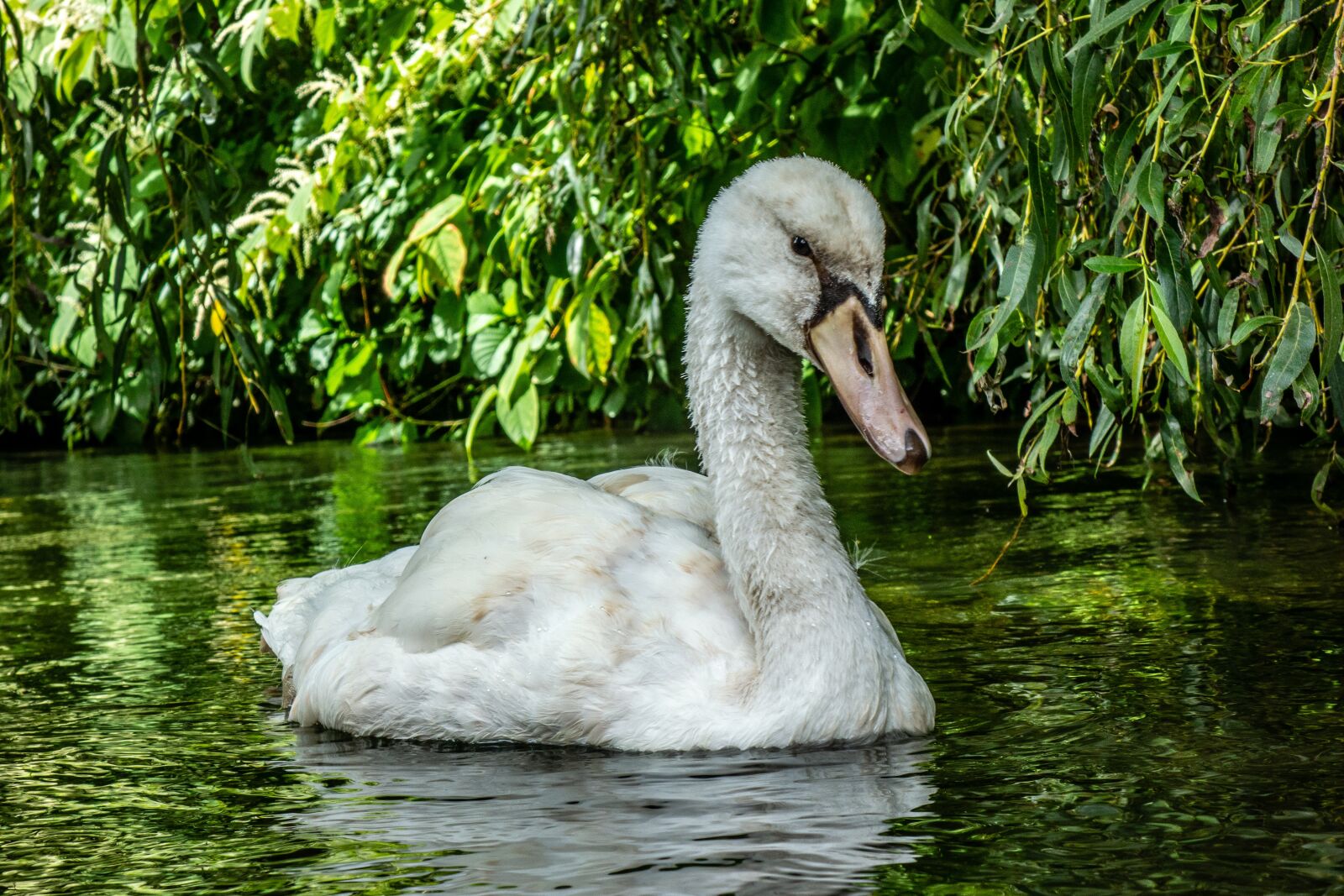 Sony Cyber-shot DSC-RX100 sample photo. Swan, bird, white photography