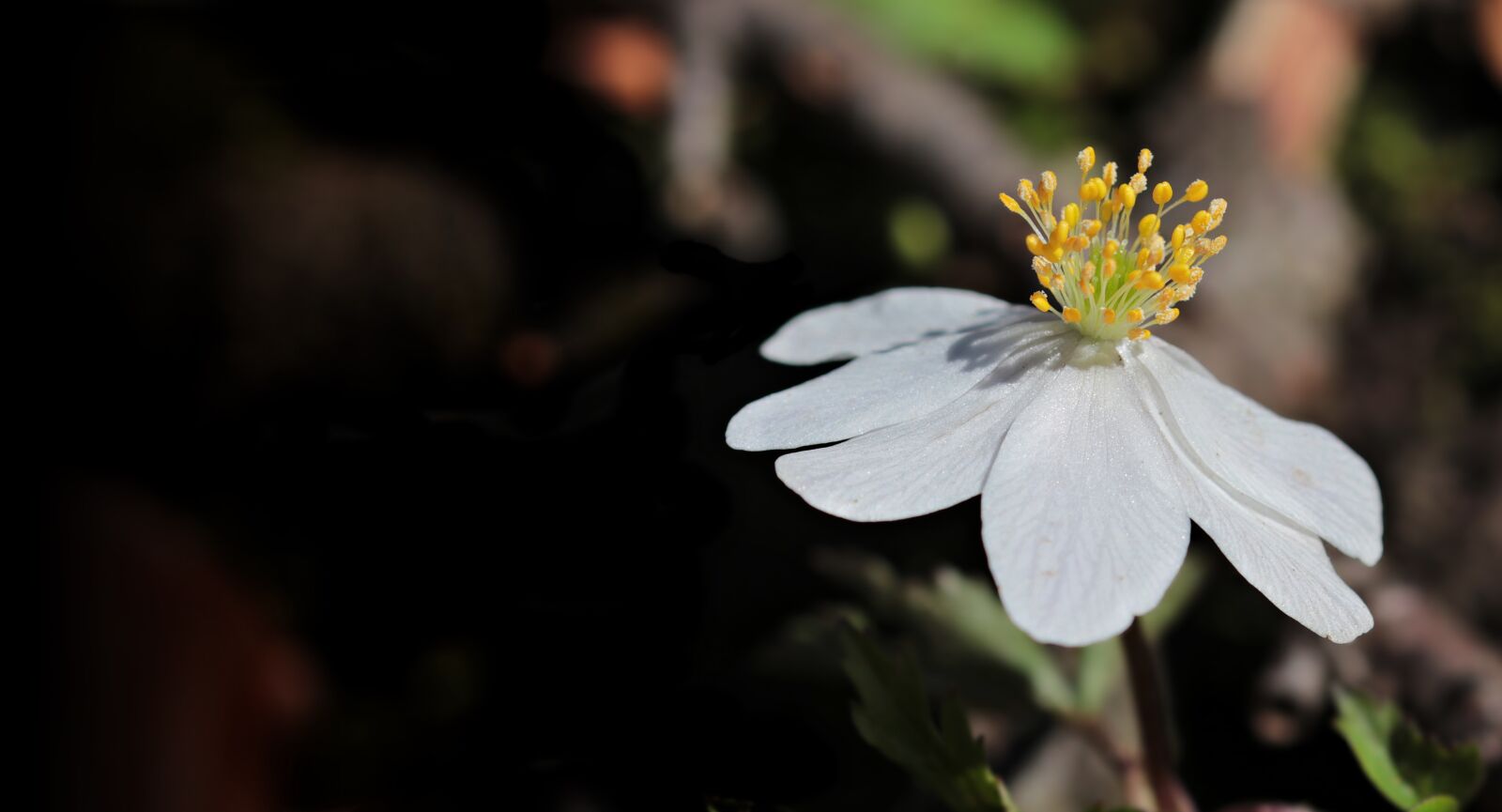 Canon EOS 80D sample photo. Wood anemone, anemone nemorosa photography
