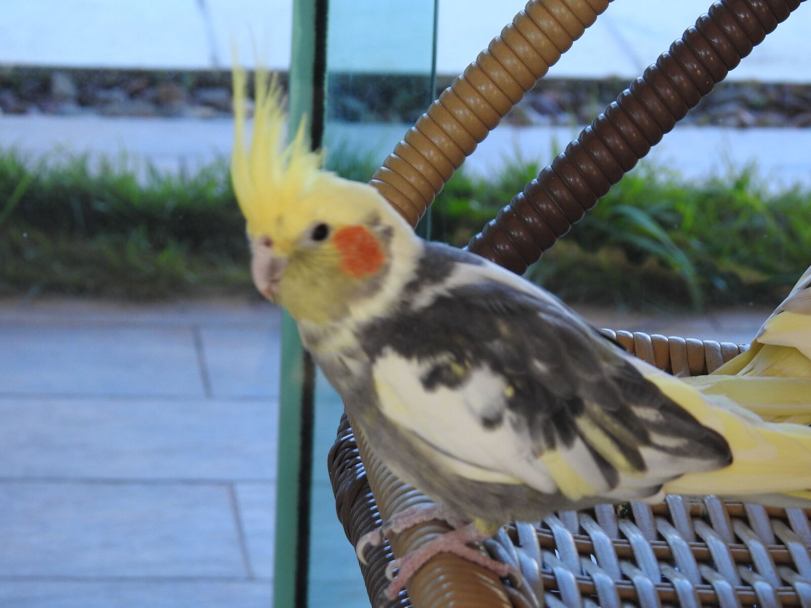 Nikon Coolpix P900 sample photo. Bird, calopsita, pássaro photography
