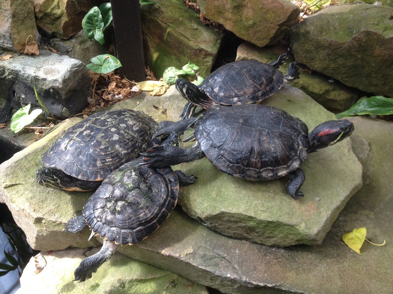 iPhone 4S back camera 4.28mm f/2.4 sample photo. Terrapins, turtles, sliders photography