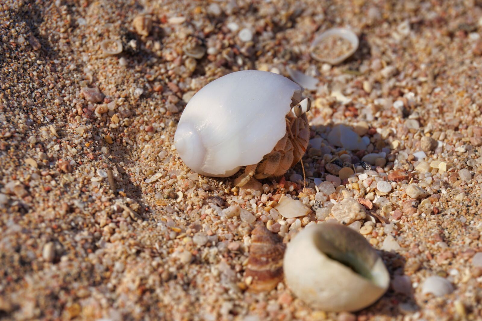 Sony E 16-50mm F3.5-5.6 PZ OSS sample photo. Hermit crab, vacations, red photography
