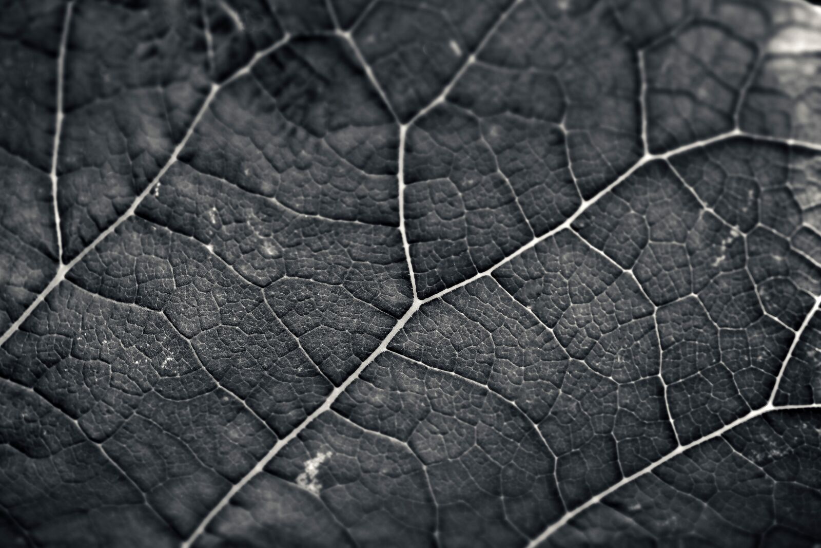 Olympus OM-D E-M10 sample photo. Leaf, structure, texture photography