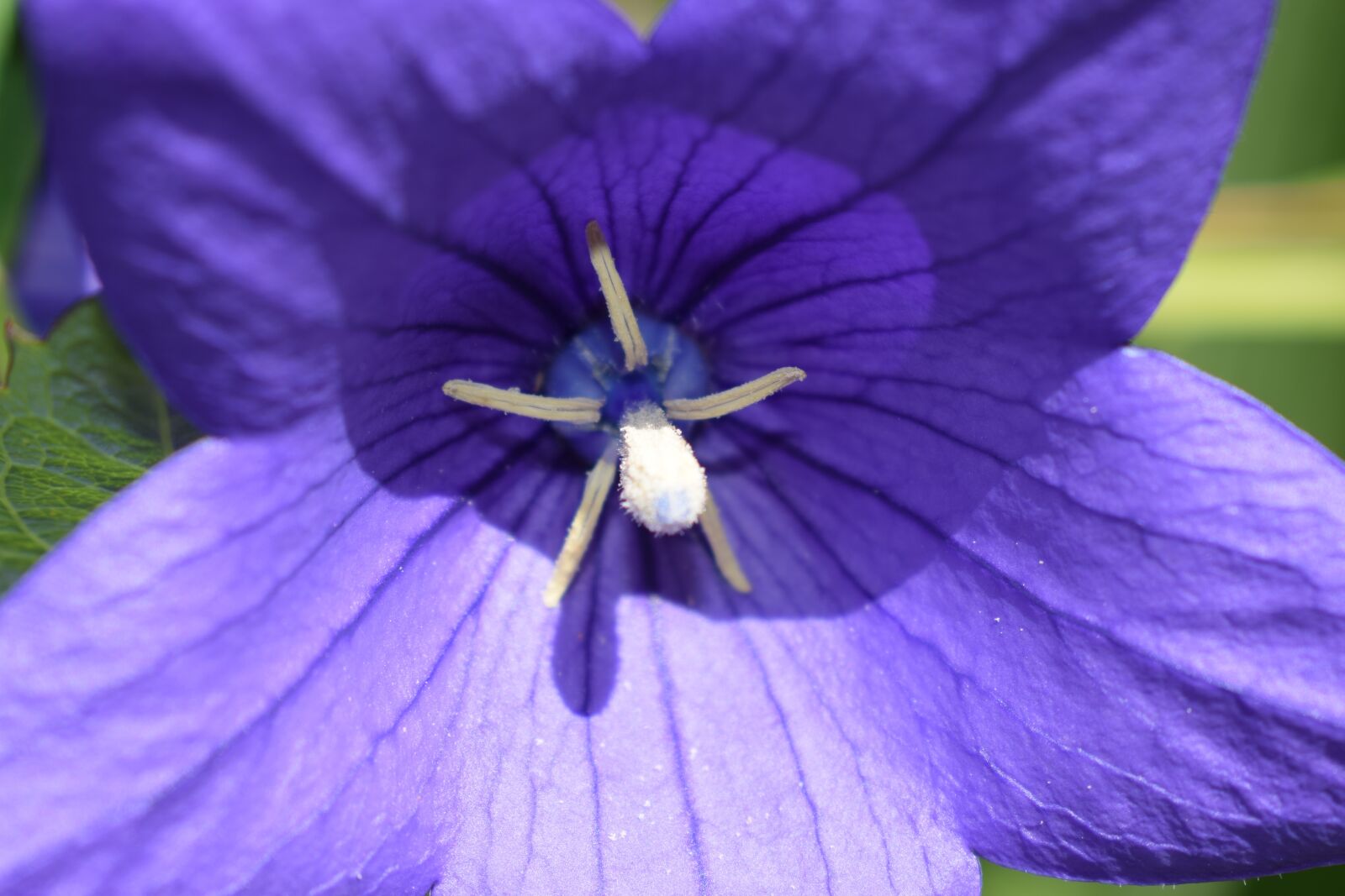 Nikon D3300 sample photo. Flowers, blue, garden photography