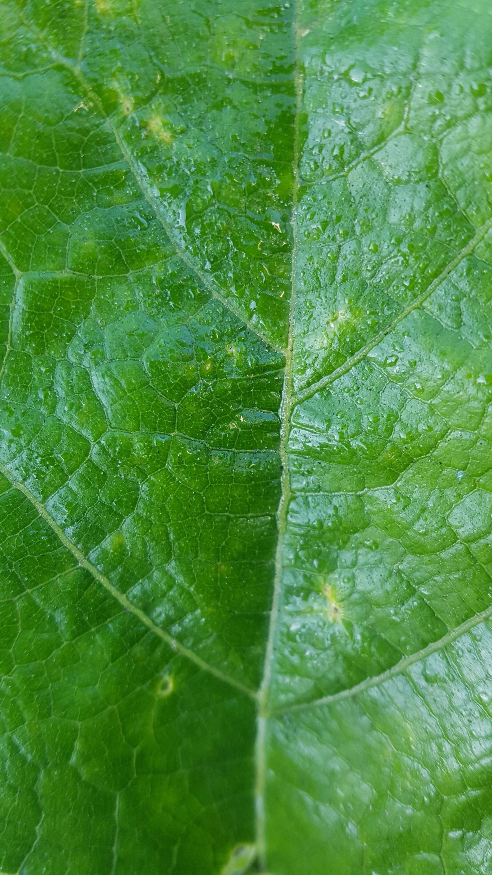 Samsung Galaxy S7 sample photo. Leaves, green, plants photography