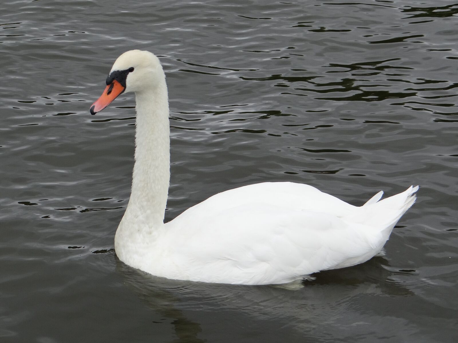 Sony DSC-HX200V sample photo. Swan, animals, birds photography