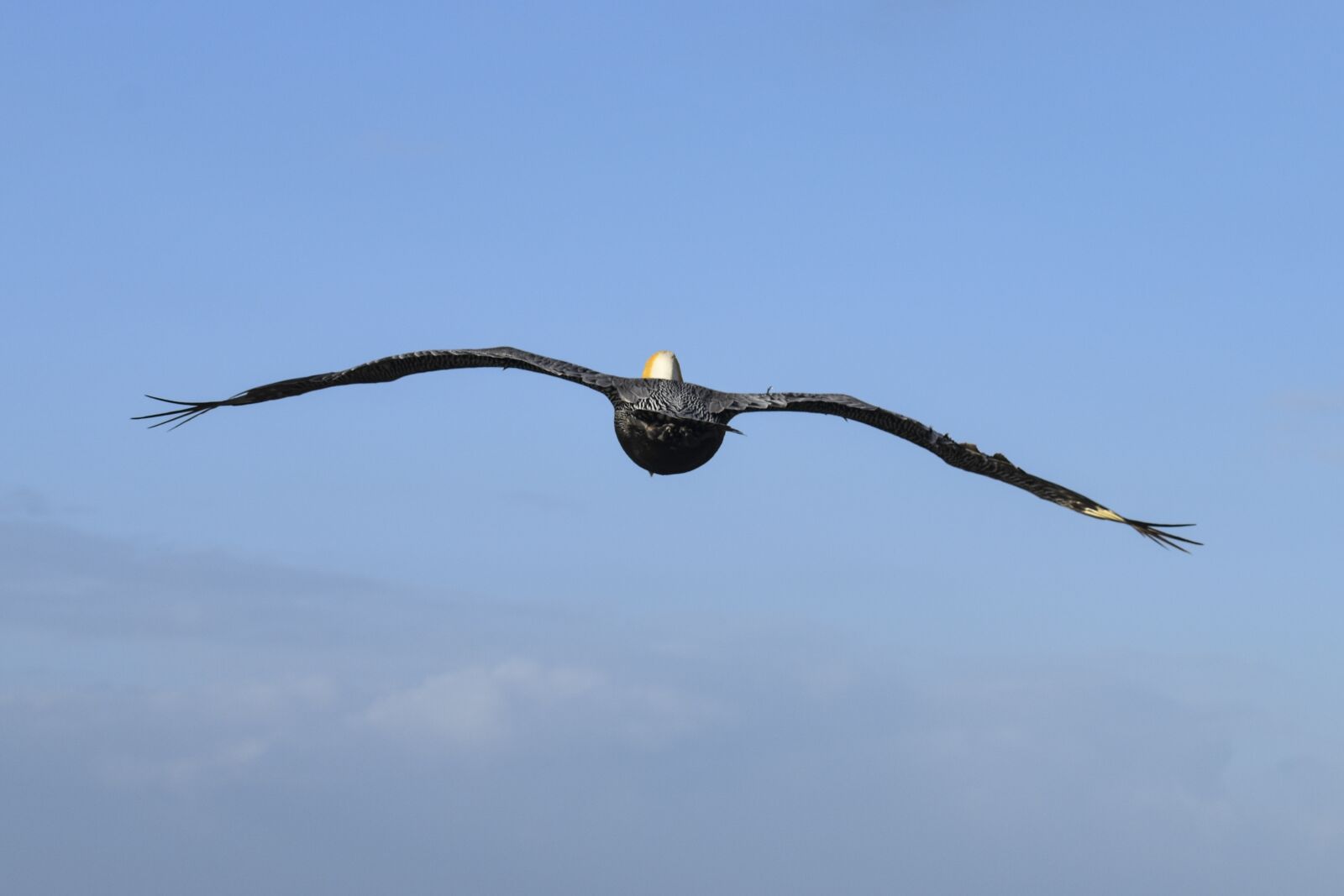 Nikon D5600 sample photo. Bird, sky, nature photography