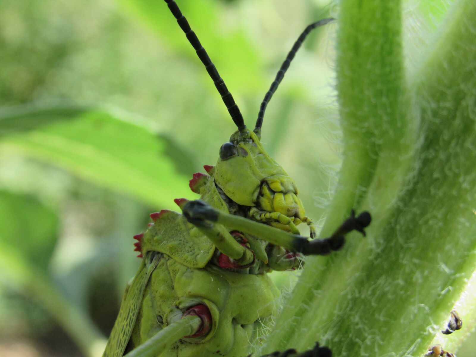 Canon PowerShot SX530 HS sample photo. Grasshopper, green, insect photography