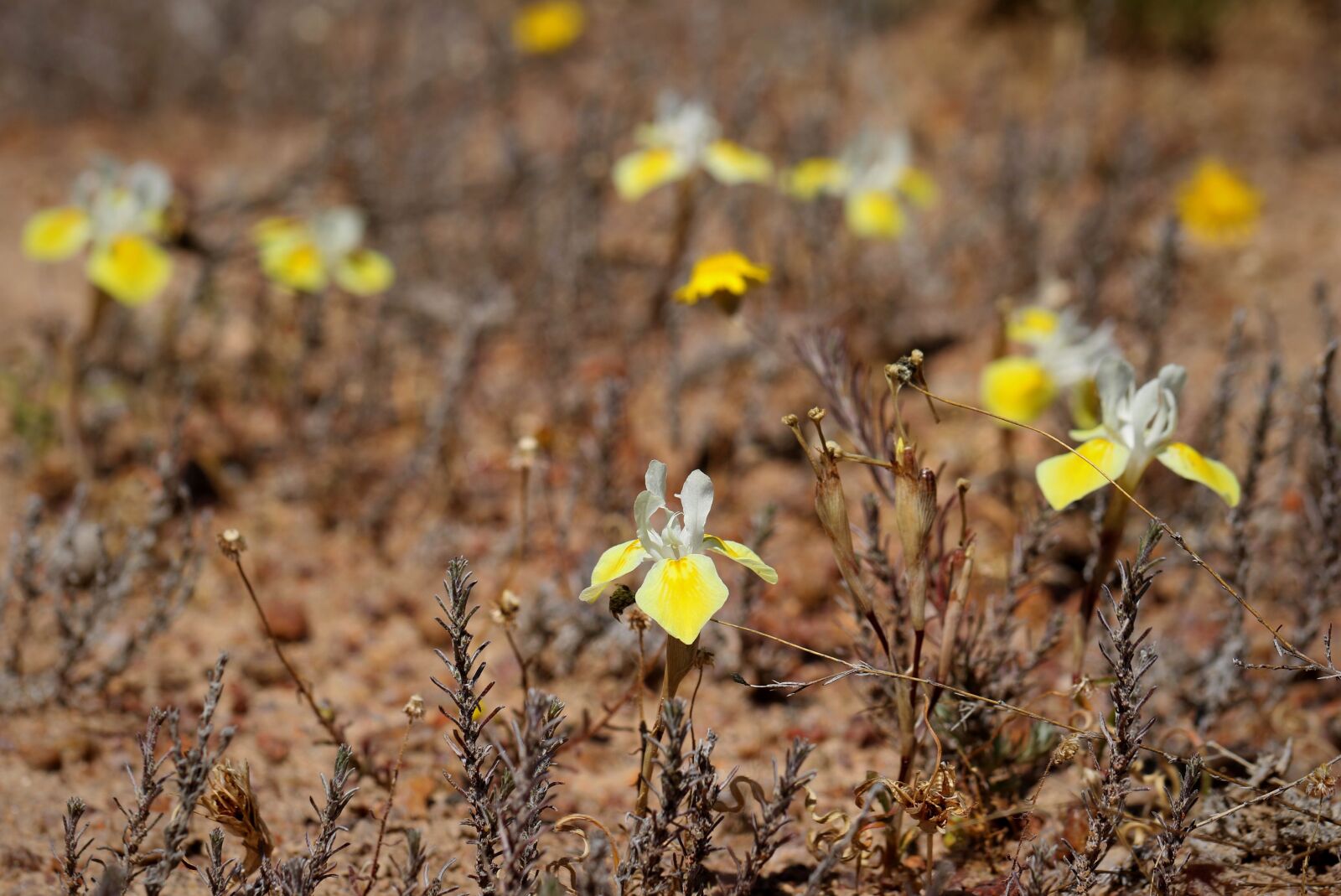Canon EF 100mm F2.8L Macro IS USM sample photo. Moraea serpentina, toxic species photography