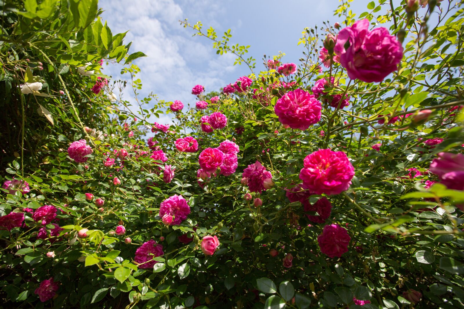 Canon EF 16-35mm F2.8L II USM sample photo. Plants, borders, wisley photography